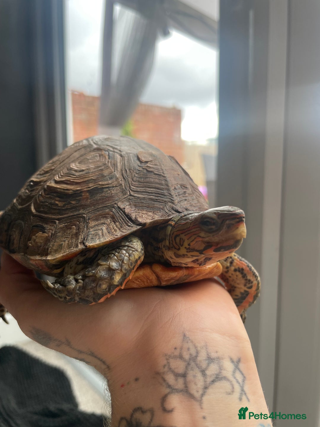 Turtle reptiles for sale: Wood painted turtle  - Image 2