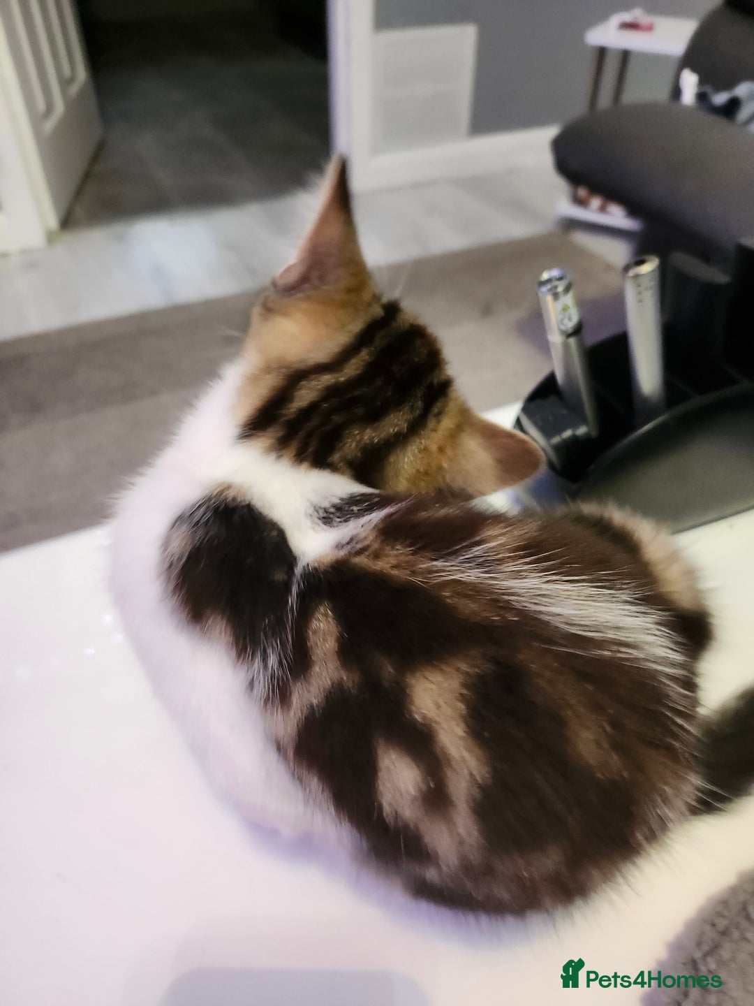 Domestic Shorthair cats for sale: White/tortoiseshell  - Image 6