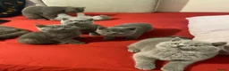 British Shorthair cats for sale:     “Beautiful British Shorthair Kittens” - Advert 5