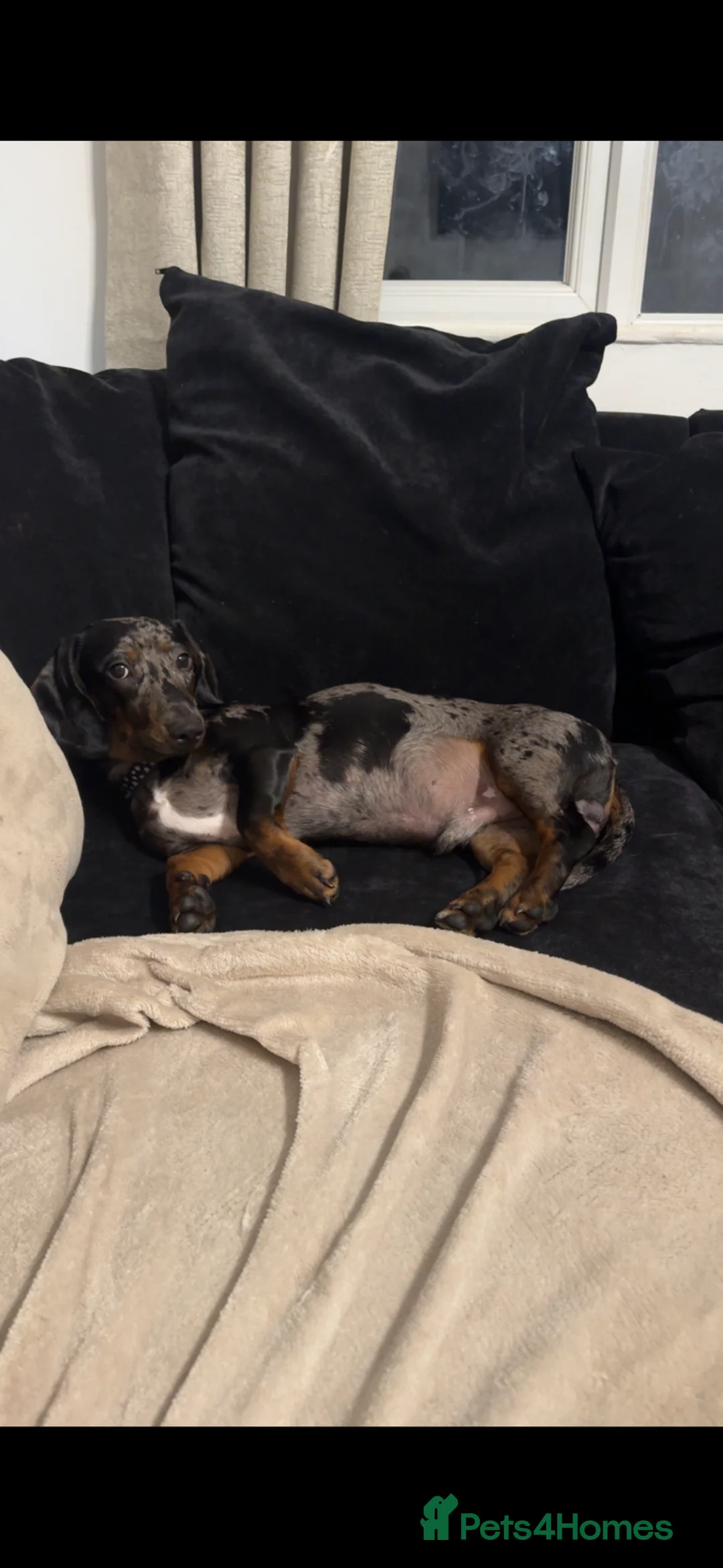 Miniature Dachshund dogs for stud: Blue merle PROVED miniature Dachshund for Stud  in Deeside - Advert 3