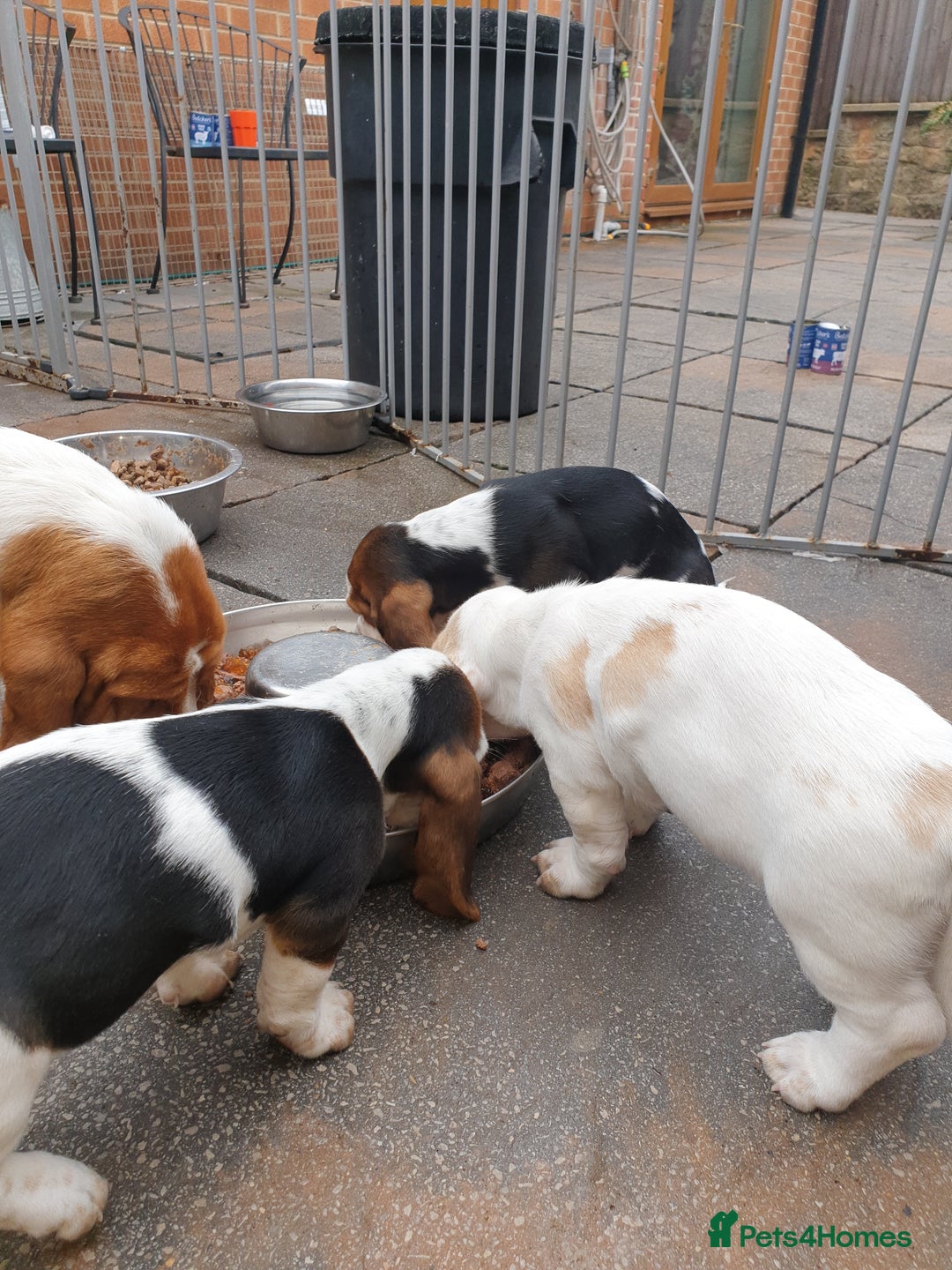 Basset Hound dogs for sale: Basset hound puppies  - Image 7