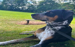 Mixed Breed dogs for adoption: Pippa - The sweetest, softest girl - Image 5