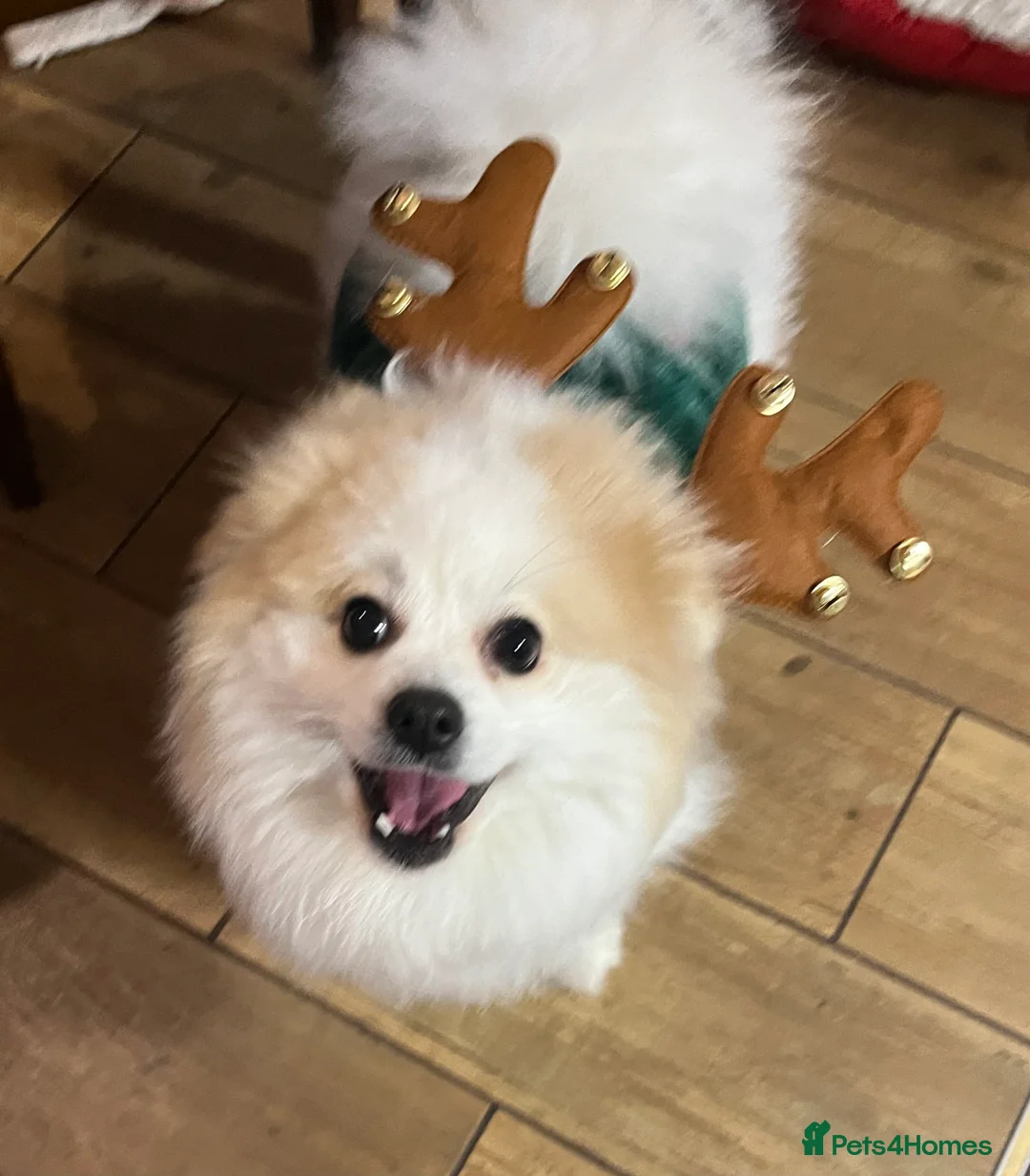 Mixed Breed dogs for sale: angel age 2 - Advert 1