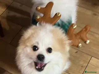 Mixed Breed dogs angel age 2 - Advert 14