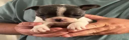 French Bulldog dogs for sale: Stunning KC Reg Pied French Bulldogs  - Advert 4