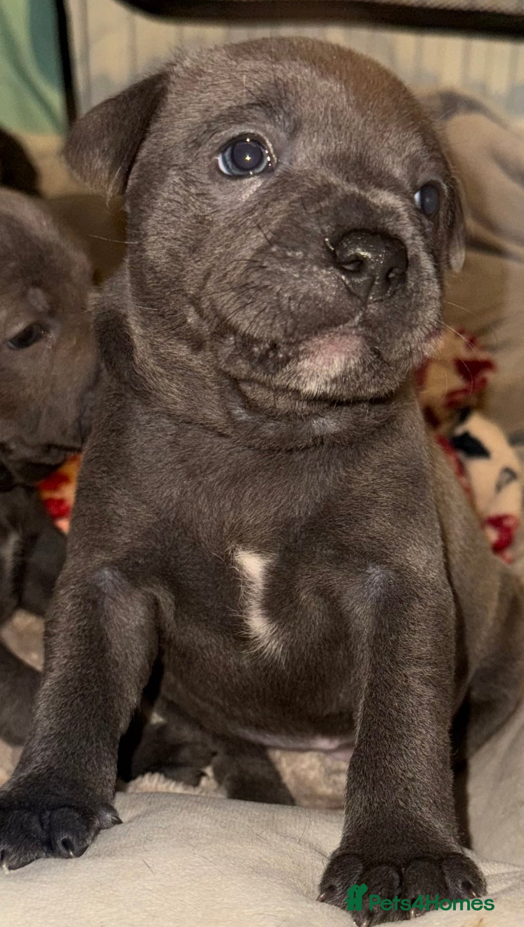 Staffordshire Bull Terrier dogs for sale: KC Registered Exceptional Blue Staffies - Advert 7
