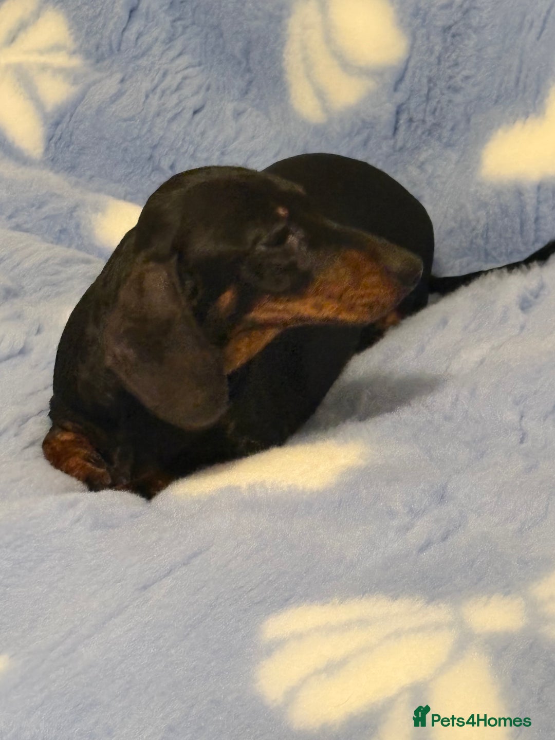 Miniature Dachshund dogs for sale: Beautiful KC Miniature dachshund puppies  - Advert 3