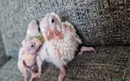 Conures birds for sale: Beautiful fully hand reared conure baby's  - Image 12