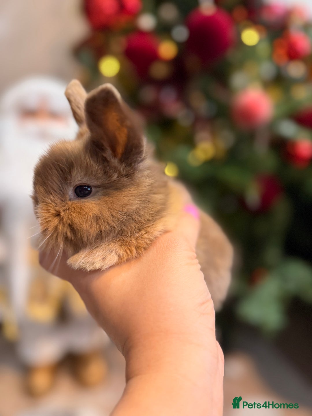 Mini Lion Lop rabbits for sale: Mix of lop & lion head  - Advert 3