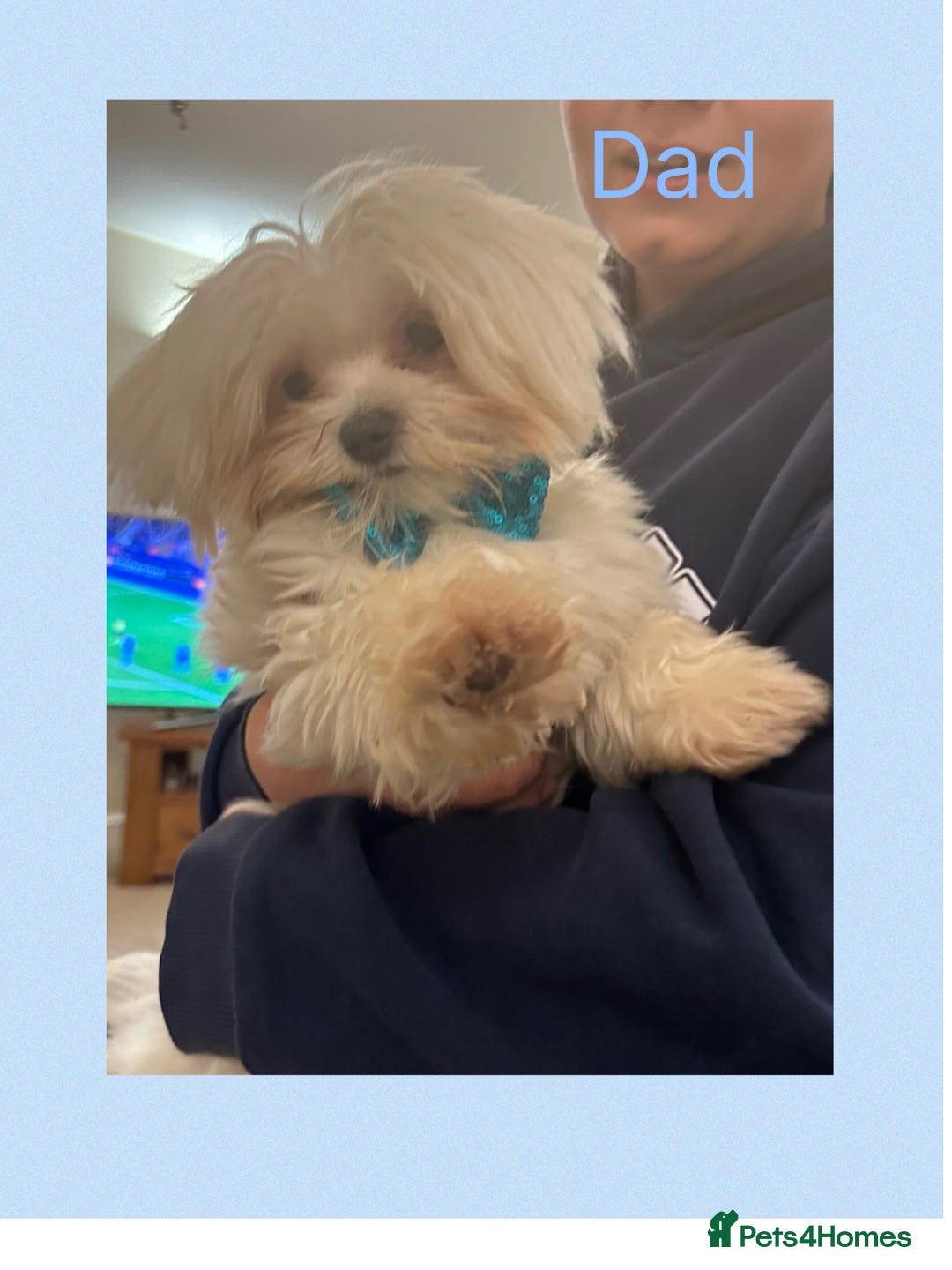 Maltipoo dogs for sale: F1 Tiny Maltipoo champagne puppies - Advert 6