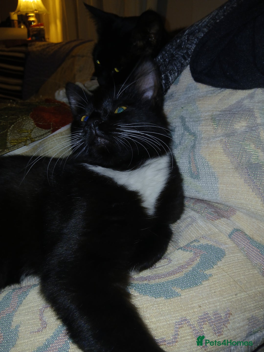 European cats for sale: 3 adorable kittens for sale  - Image 10
