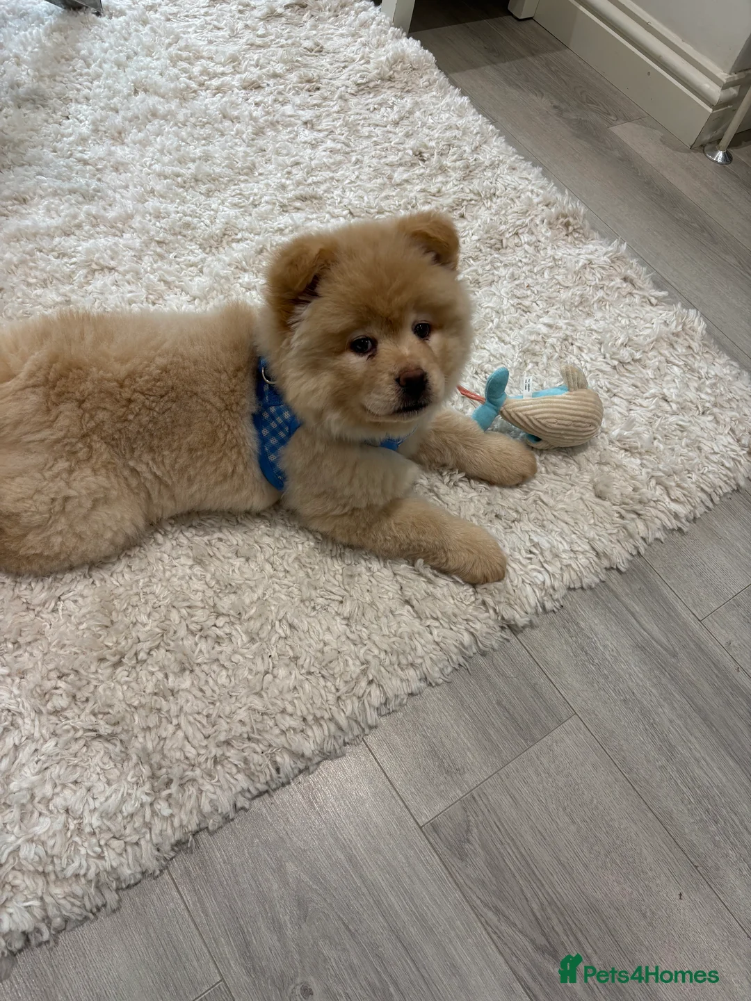 Mixed Breed dogs for sale: Stunning Chowsky puppy  - Advert 2