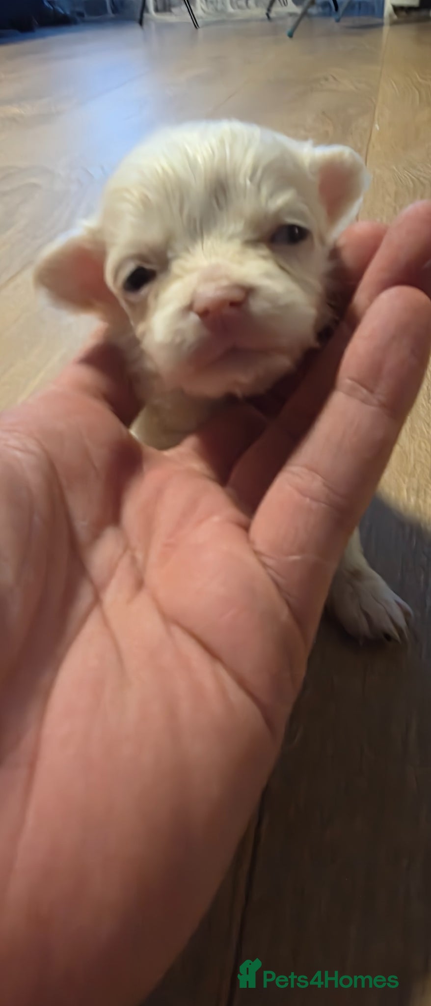 Chihuahua dogs for sale: Long & short haird chihuahua puppies  in Wirral - Advert 2