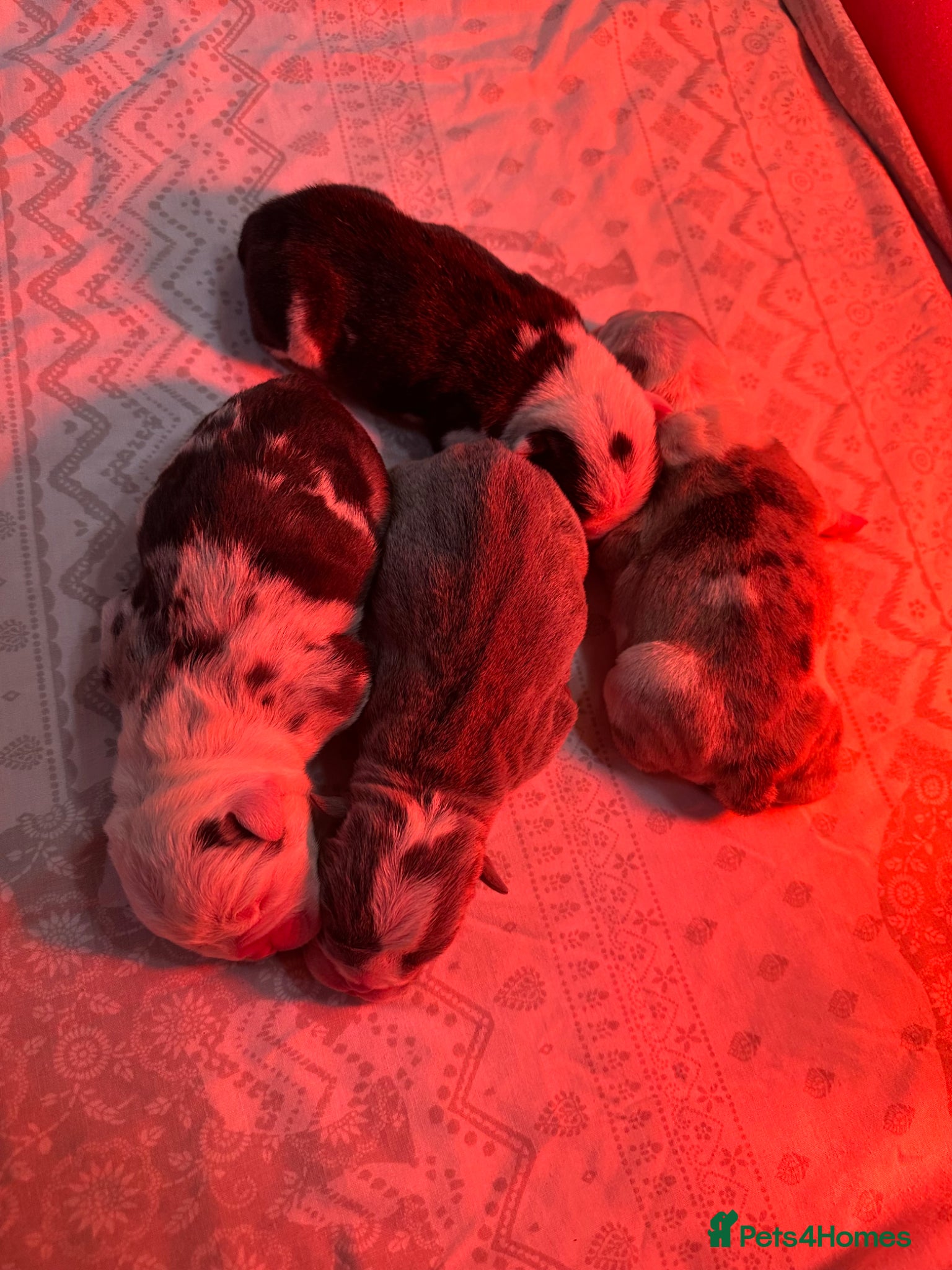 English Bulldog dogs for sale: 🐾 EXCEPTIONAL OLDE ENGLISH BULLDOG PUPPIES 🐾 - Advert 12
