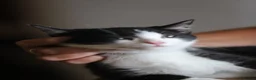 Mixed Breed cats for sale: Tuxedo and white kittens in Stafford - Advert 6