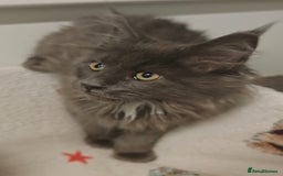 Maine Coon cats for sale: Beautiful Maine coon kittens - Image 5