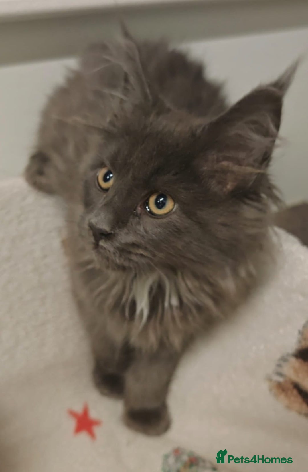 Maine Coon cats for sale: Beautiful Maine coon kittens - Image 5