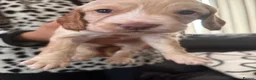 Cocker Spaniel dogs for sale: Working cocker spaniel puppies  - Advert 3