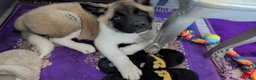 Akita dogs for sale: Beautiful Akita Pup - Advert 4