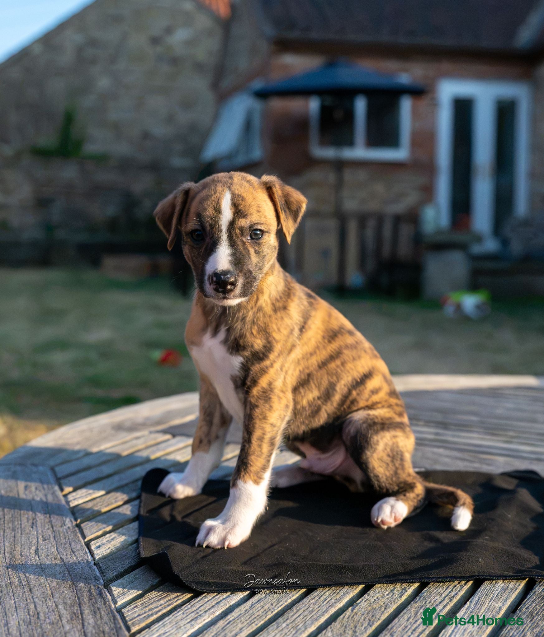 Whippet dogs Top Quality Whippet Puppies Ready to Reserve - Advert 1