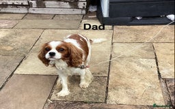 Cavalier King Charles Spaniel dogs for sale: King Charles cavalier spaniel - Image 4