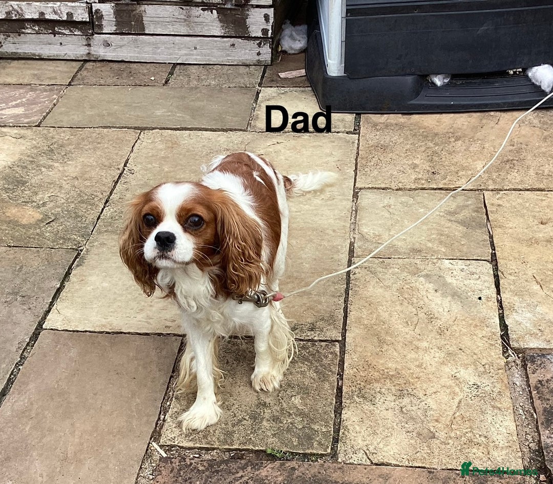 Cavalier King Charles Spaniel dogs for sale: King Charles cavalier spaniel - Image 4