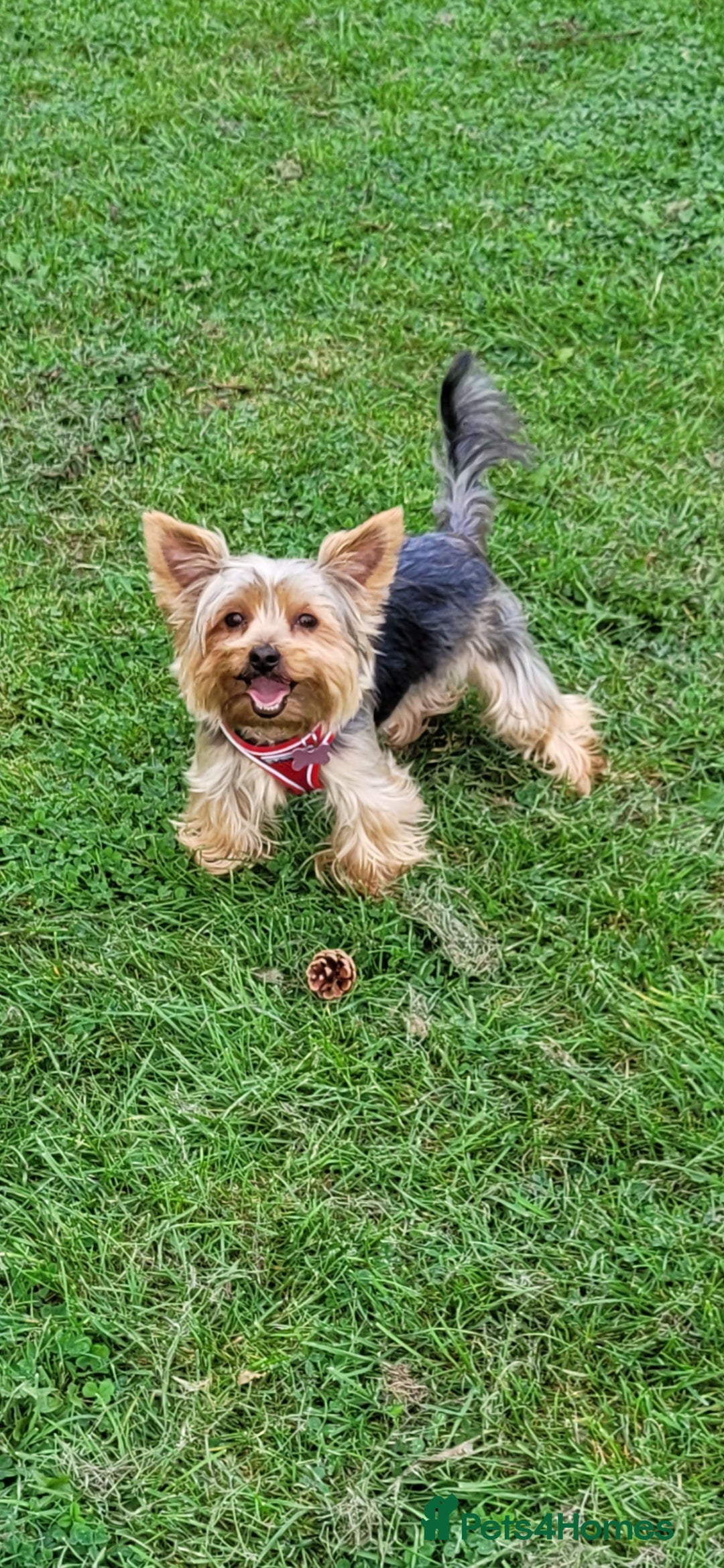 Yorkshire Terrier dogs for sale: Yorkshire terrier  - Advert 5