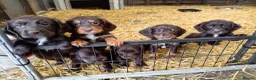 Sprocker dogs for sale: Working sprocker pups - Advert 11