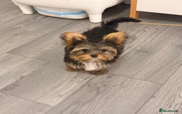 Yorkshire Terrier dogs for sale: I'm selling a charming girl - Image 2