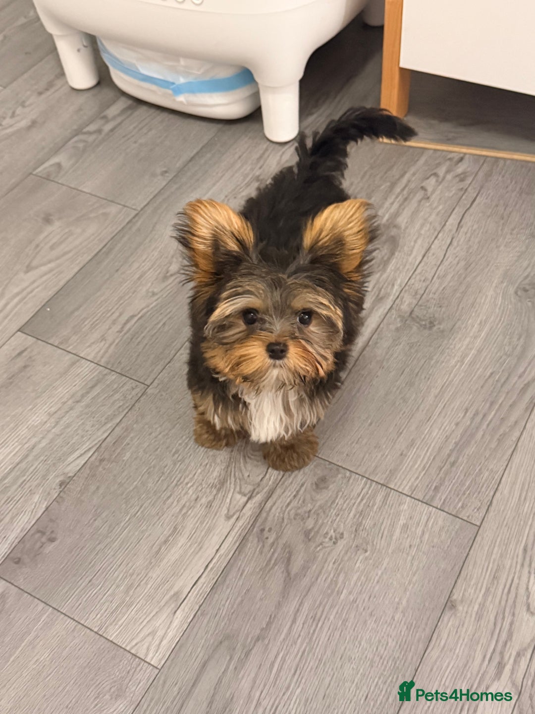 Yorkshire Terrier dogs for sale: I'm selling a charming girl - Image 2