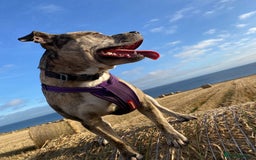 American Bull Staffy dogs for sale: Pups due 22 August  - Image 9