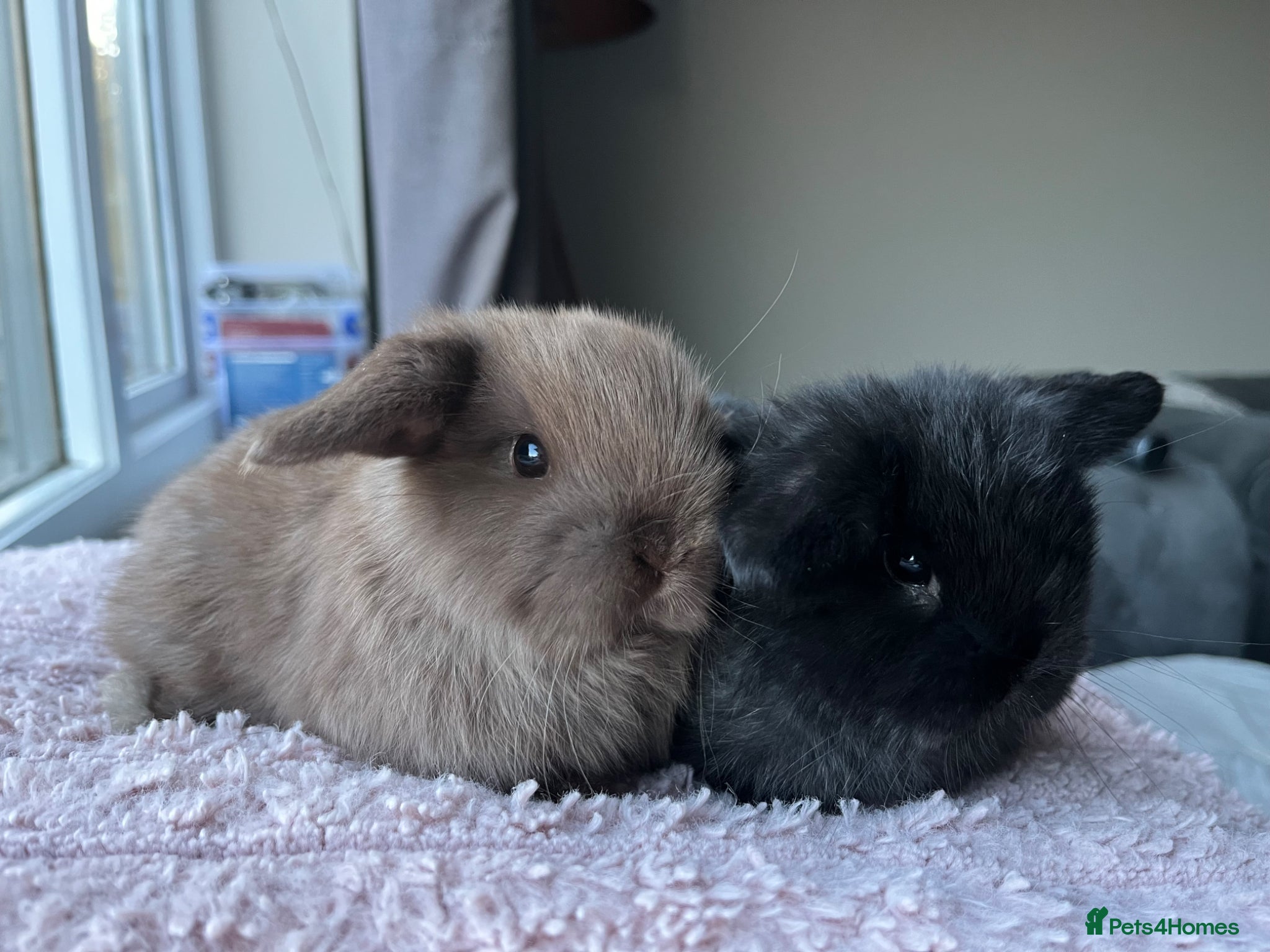 Mini Lop rabbits Mini lop kits for re-homing 16th April - Advert 3