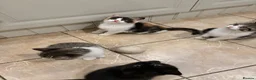 Mixed Breed cats for sale: 4 kittens ready for a new home - Advert 3