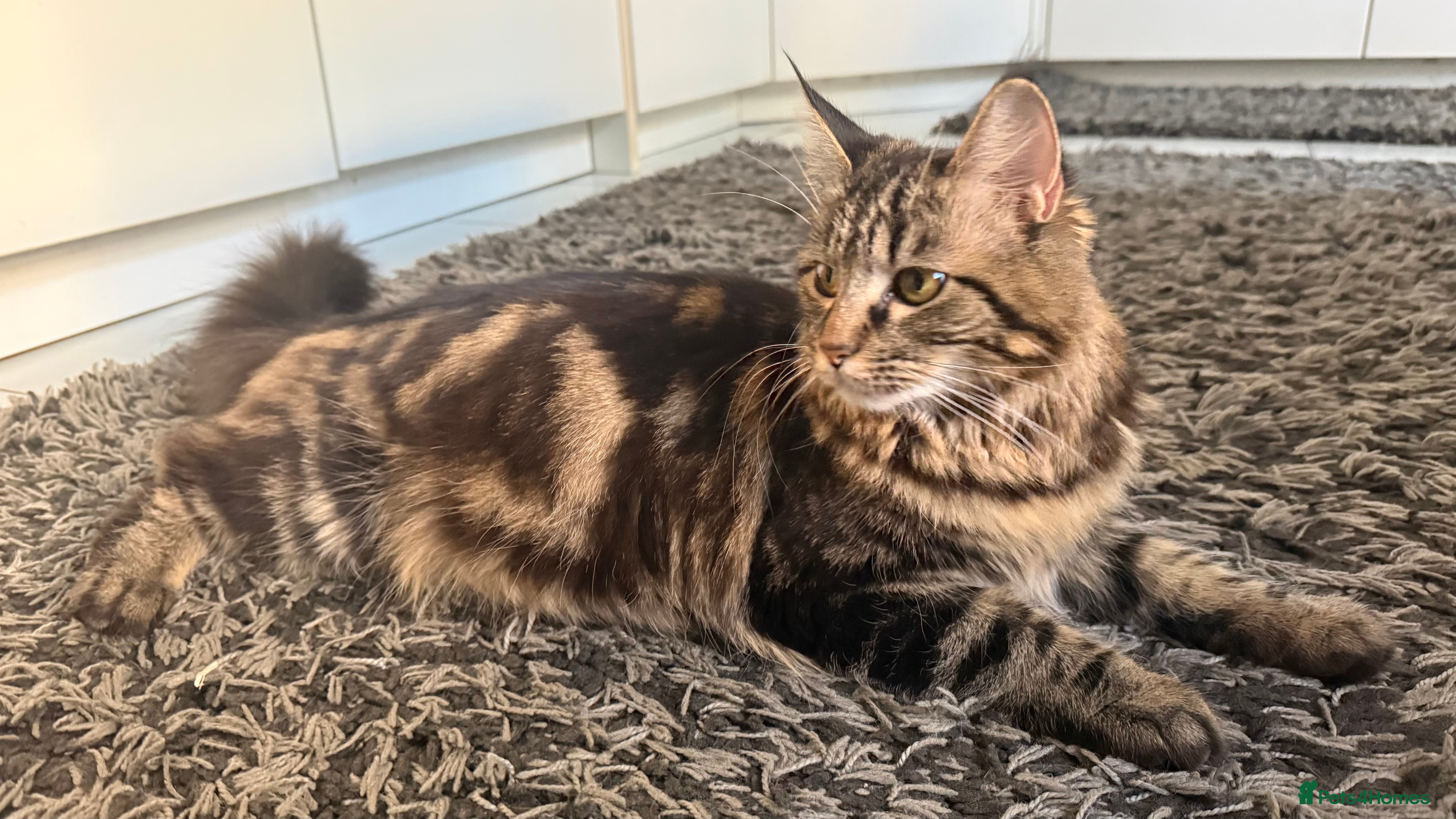 Maine Coon cats Main Coon mixd kittens in Richmond  - Advert 2