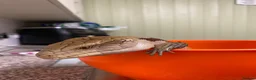 Skink reptiles for sale: Ernie the Blue tongued skink  - Advert 5