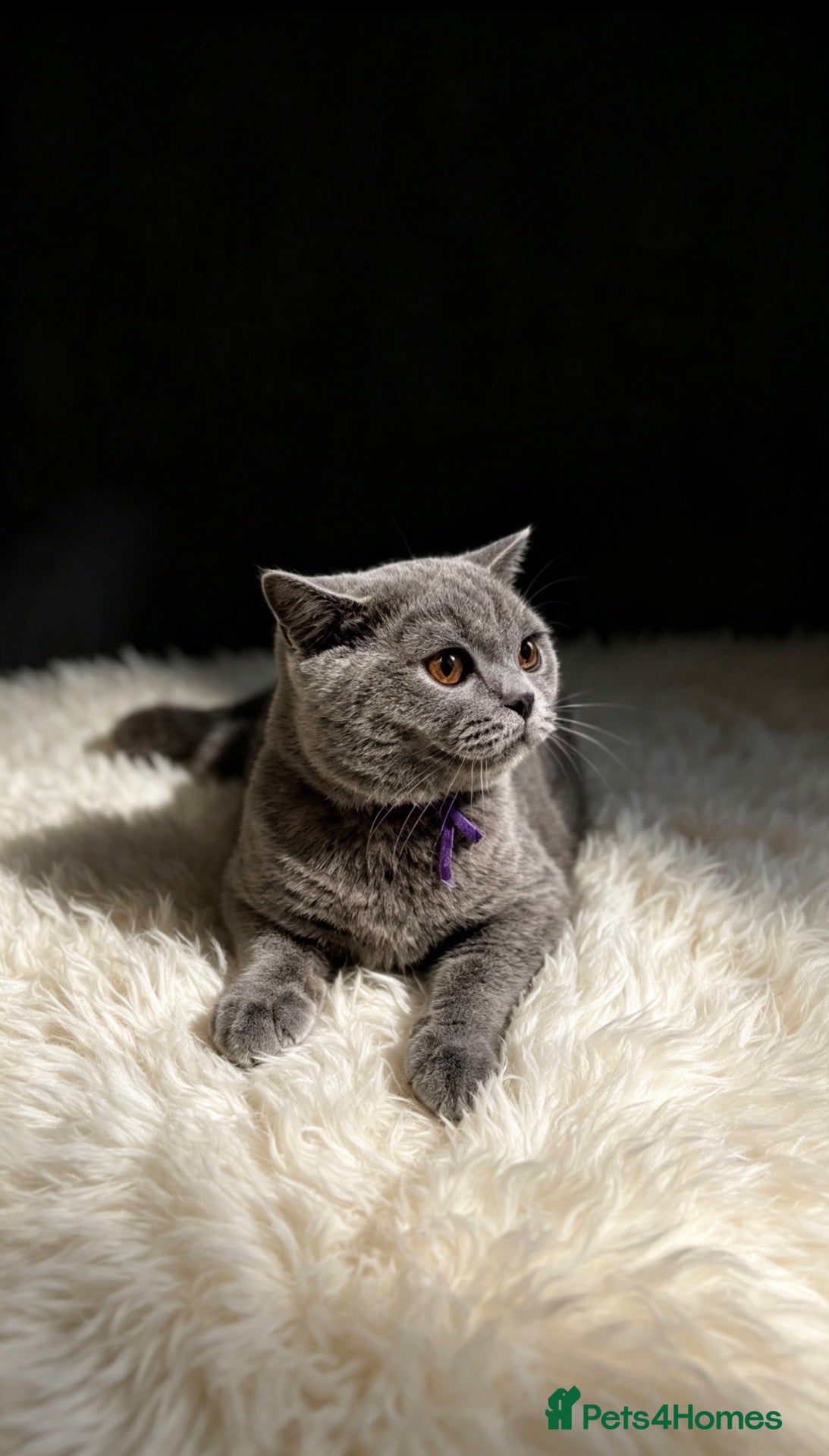 British Shorthair cats READY NOW 💙 Blue British Shorthair Kittens 💙 - Advert 2