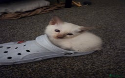 Siamese cats for sale:  Two chocolate point beautiful babies  - Image 13