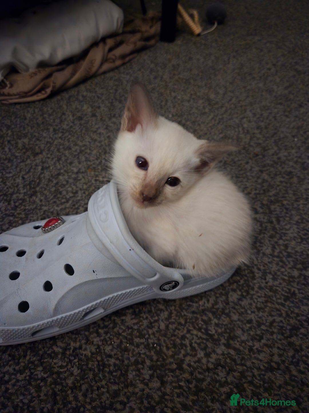 Siamese cats for sale:  Two chocolate point beautiful babies  - Image 13