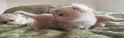 British Shorthair cats for sale: Golden cy12 British Shorthair Boys – Vet Raised in Norwich - Advert 5