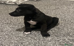 Mixed Breed dogs for sale: Cane corso / Američan akita Beautiful  - Advert 2