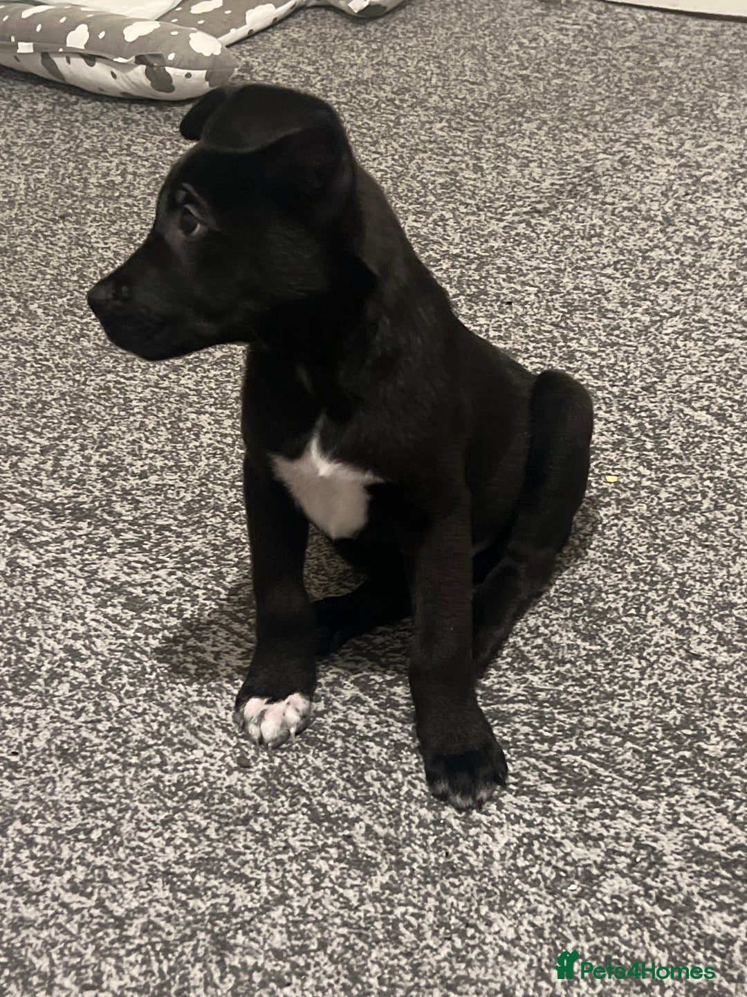 Mixed Breed dogs for sale: Cane corso / Američan akita Beautiful  - Advert 2