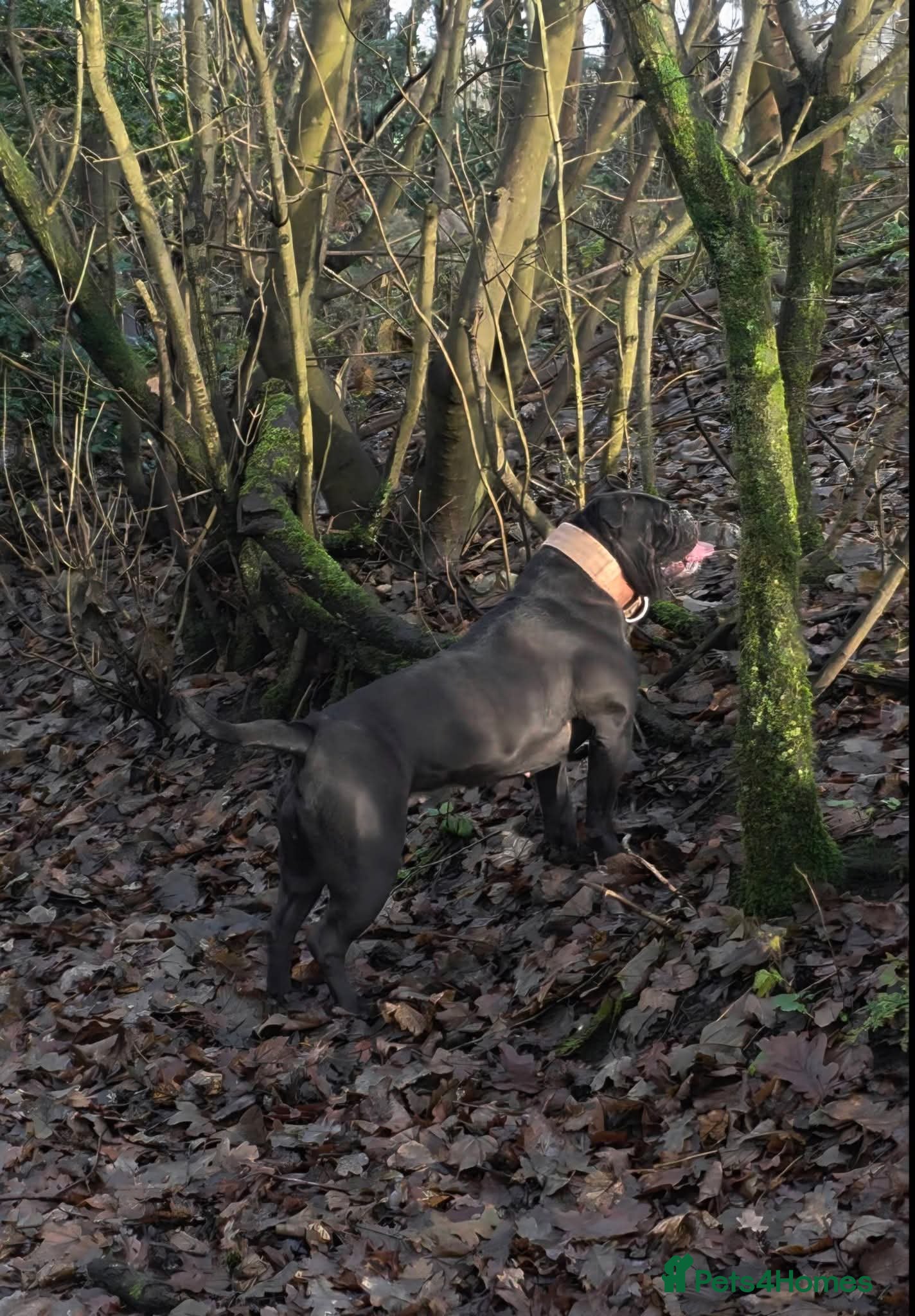 Olde English Bulldogge dogs Olde english bulldog female  - Advert 10