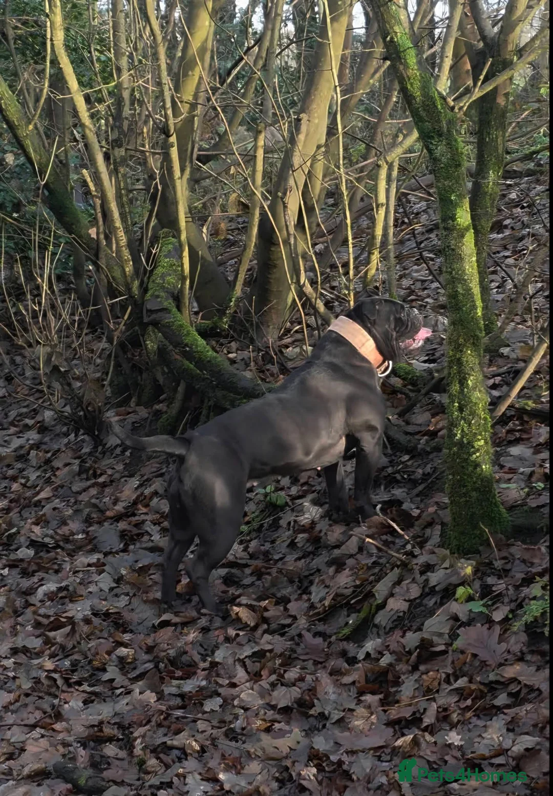 Olde English Bulldogge dogs for sale: Olde english bulldog female  - Advert 1