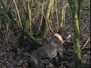 Olde English Bulldogge dogs Olde english bulldog female - Advert 10