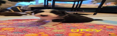 Border Collie 1