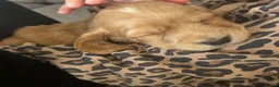 Cocker Spaniel dogs for sale: Working cocker spaniel  - Advert 4