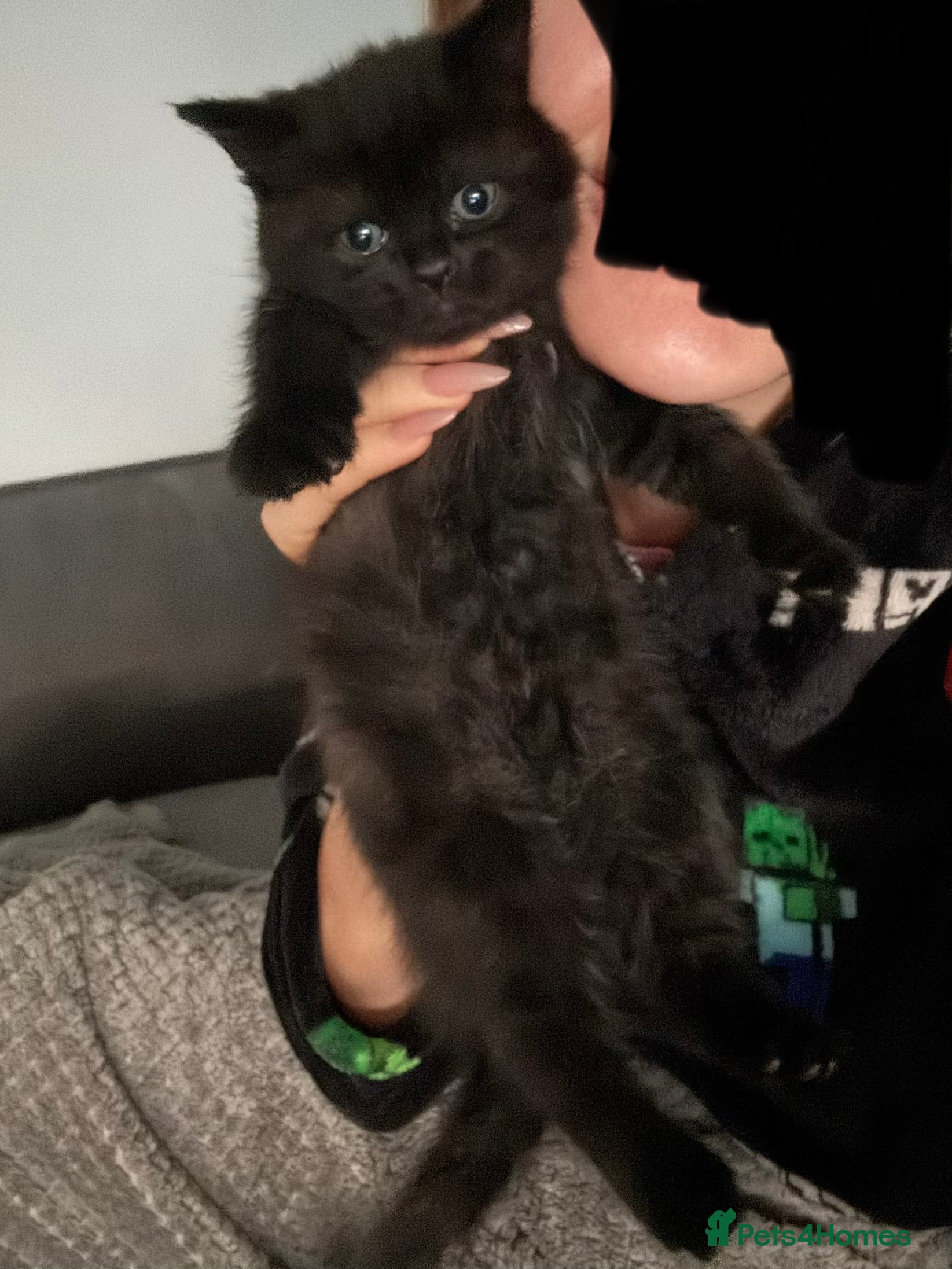 British Shorthair cats Black shorthair kitten - Advert 2