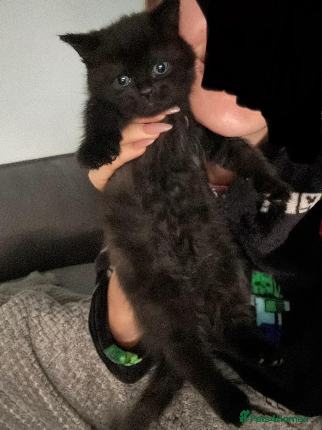 British Shorthair cats for sale: Black british shorthair kitten - Advert 2