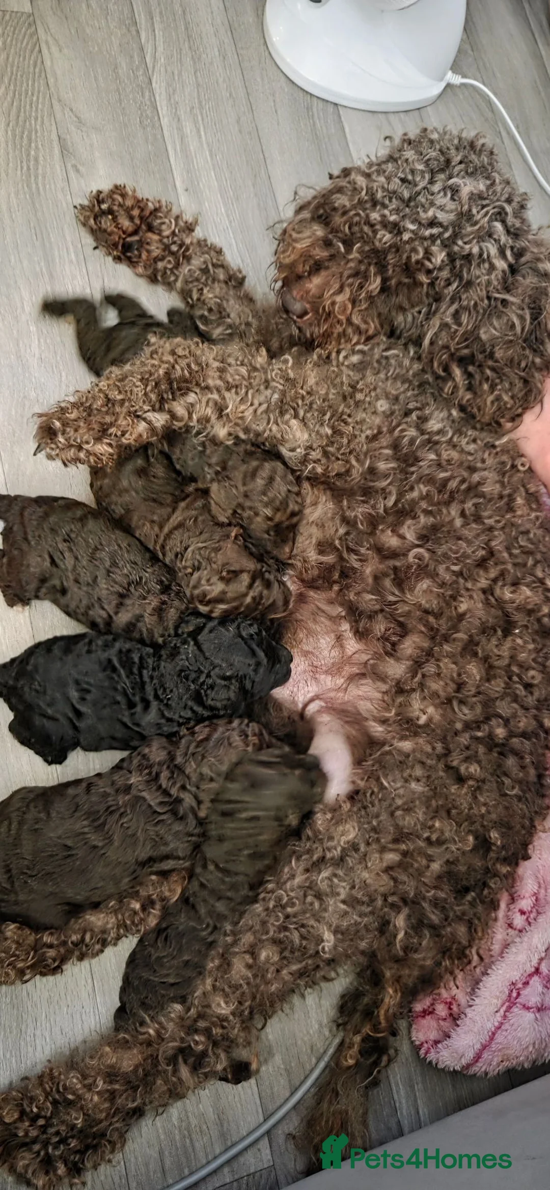 Cockapoo dogs for sale: Cockapoo Puppies  - Advert 9