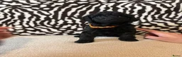 Mixed Breed dogs for sale: Double doodles  - Advert 9